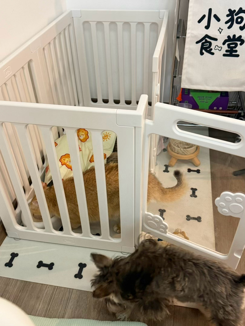 我没有弃养面条啊！！面条和年糕都在家里！只是面条这个小孩比较高冷平时不爱找我玩