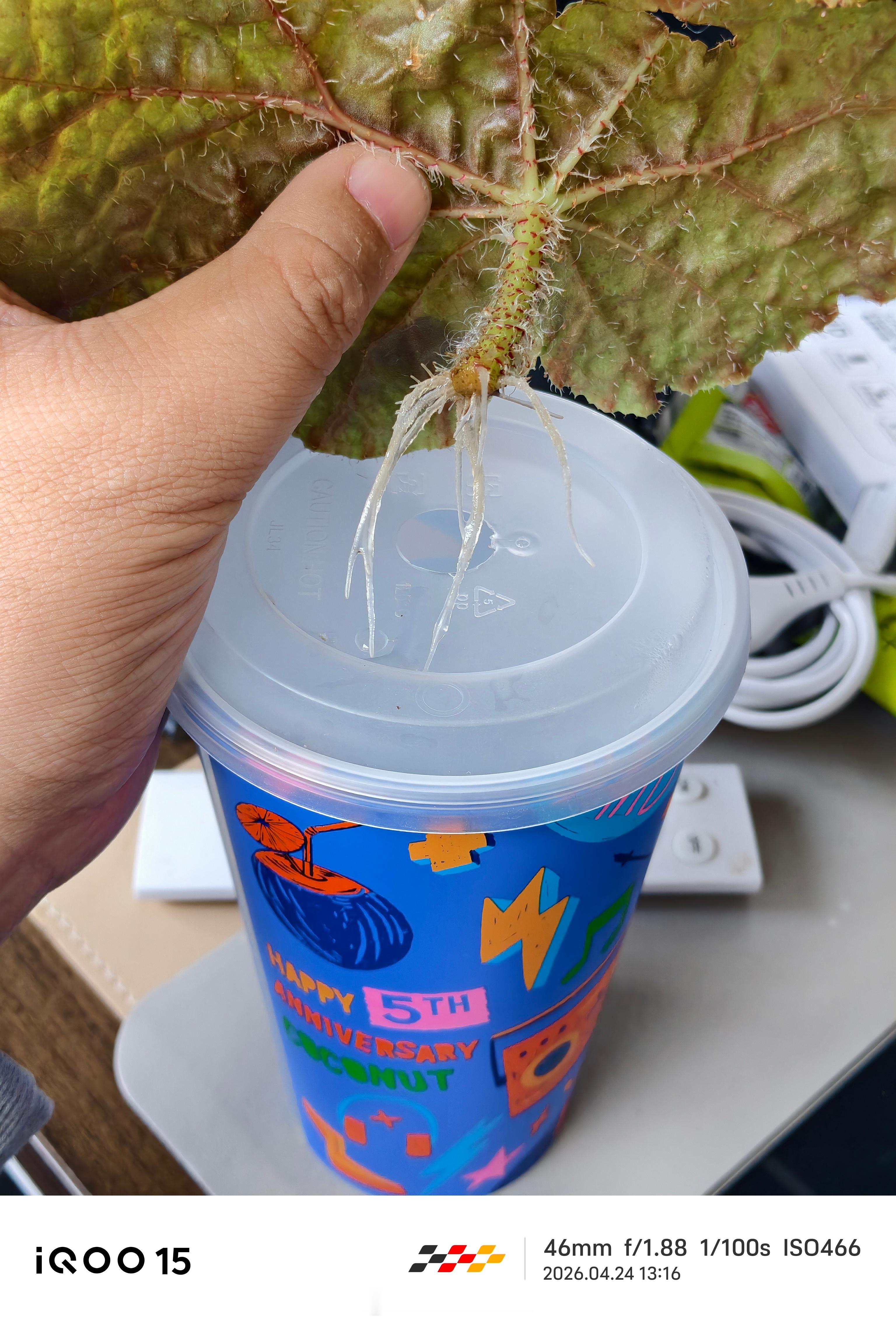 哇塞，第一次用一片叶子发根