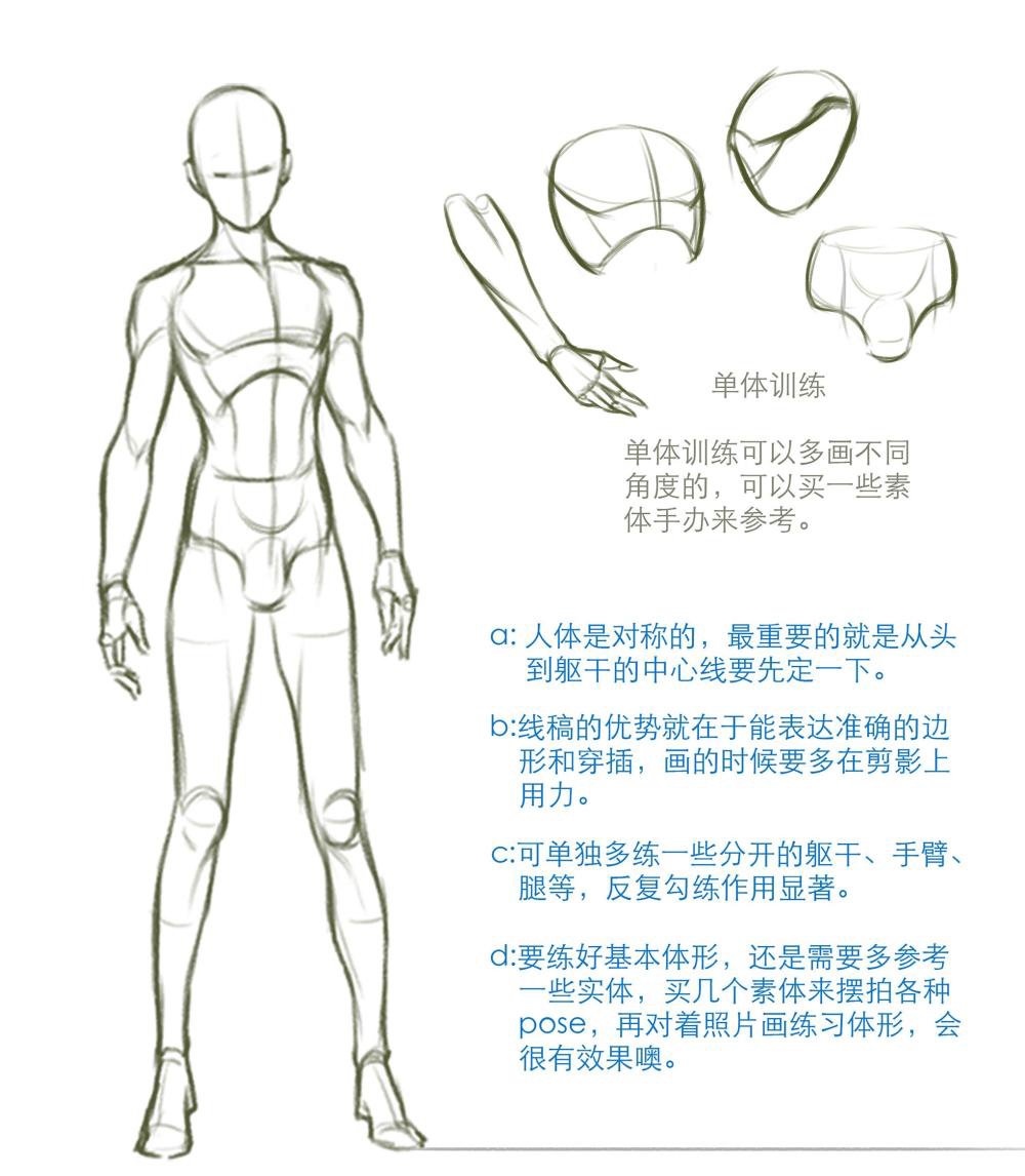 简易人体笔记|适合工作中一些人体模板绘制的你