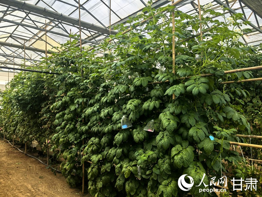 行进中国|马铃薯种植哪里强? 甘肃定西有话说