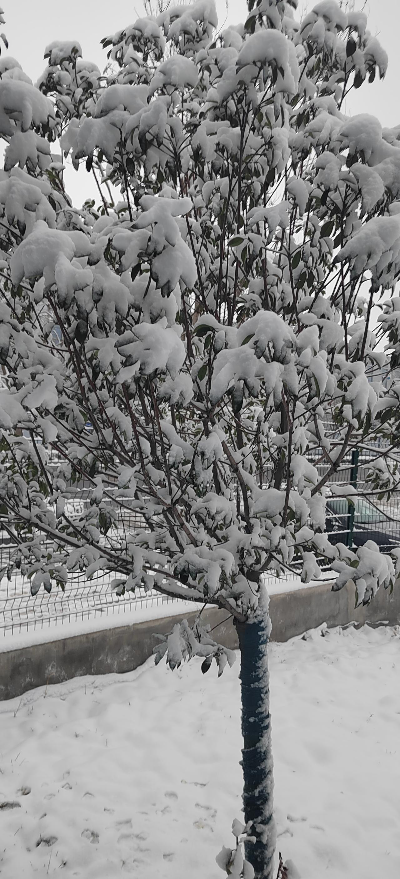 你那里下雪了吗，位置济南