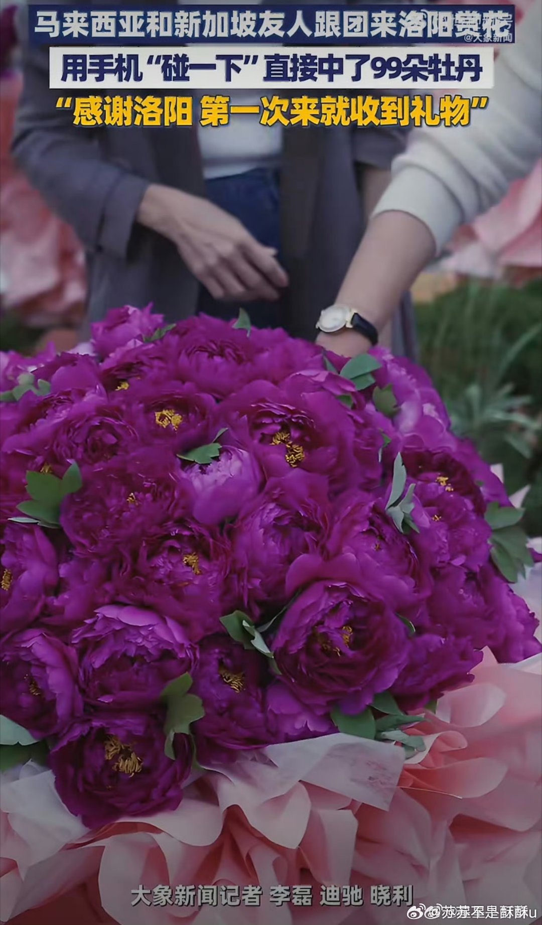 外籍友人组团来洛阳赏花洛阳牡丹迎来国际游客，外籍友人沉浸式感受春日浪漫。超大花束