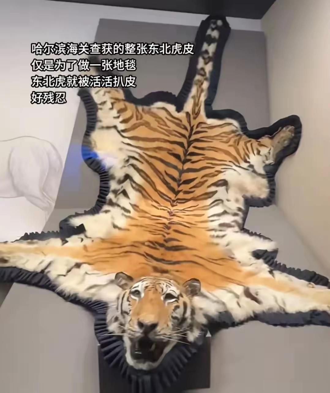 哈尔滨海关在集装箱里翻出一张完整东北虎皮，毛色亮得吓人，斑纹还新鲜。报道说虎是