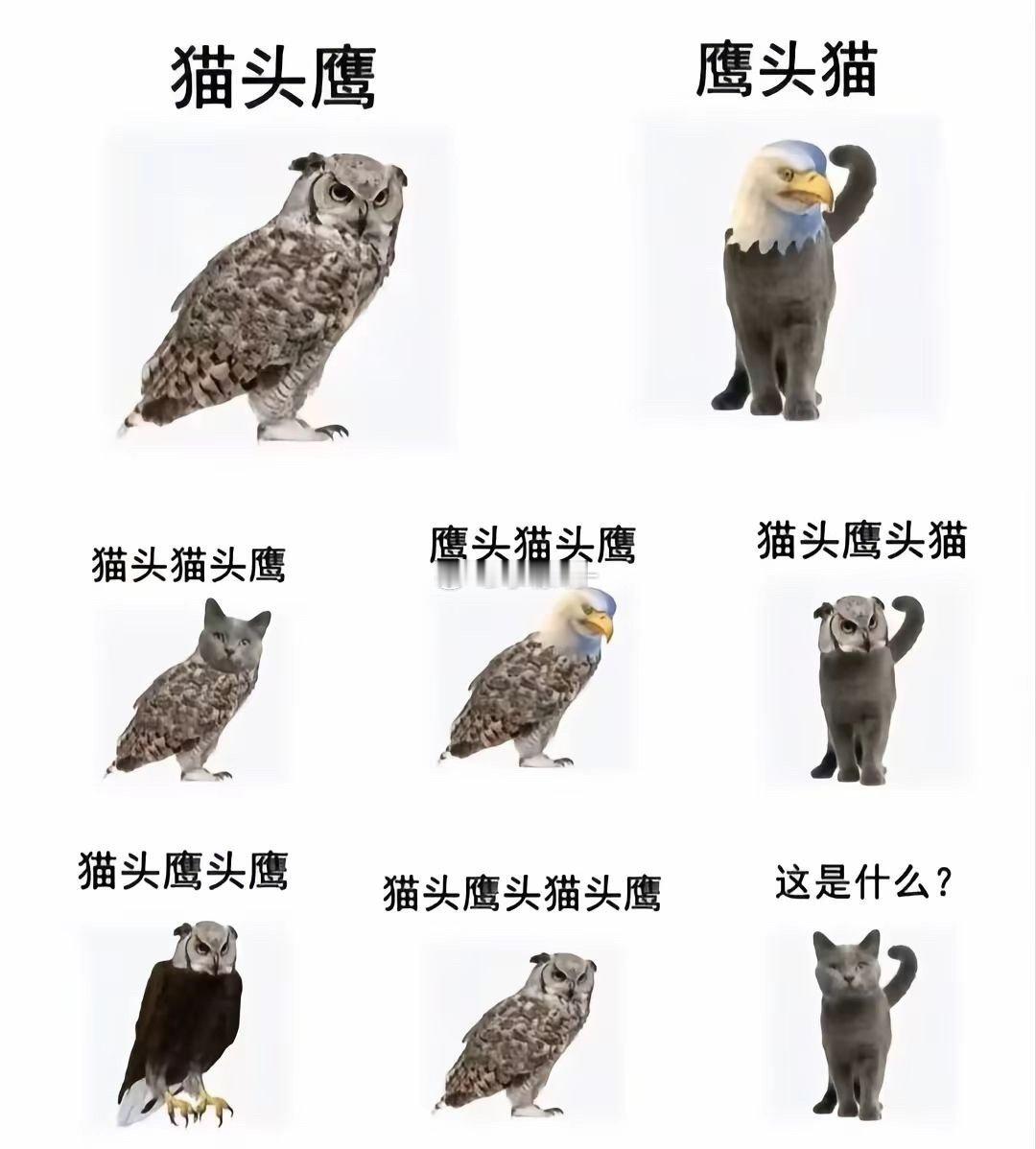 猫头猫​​​