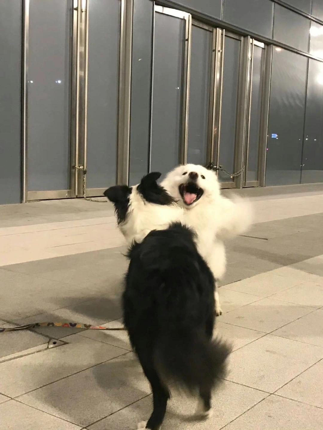 好朋狗相见！​​​