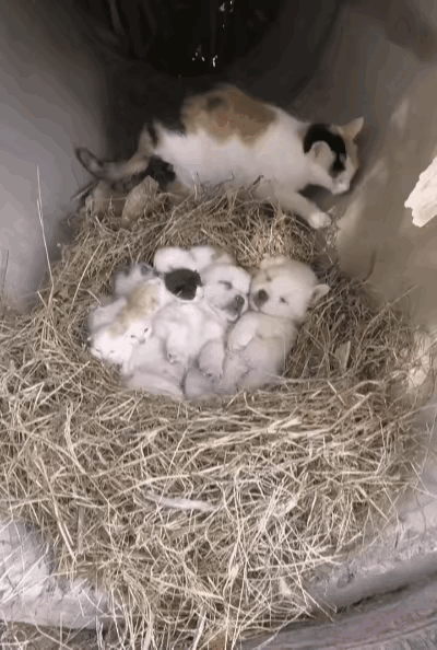 太暖心了！一只流浪猫在地下洞里生了一窝小猫。它叼来干草做了个窝，让小猫睡在里面。