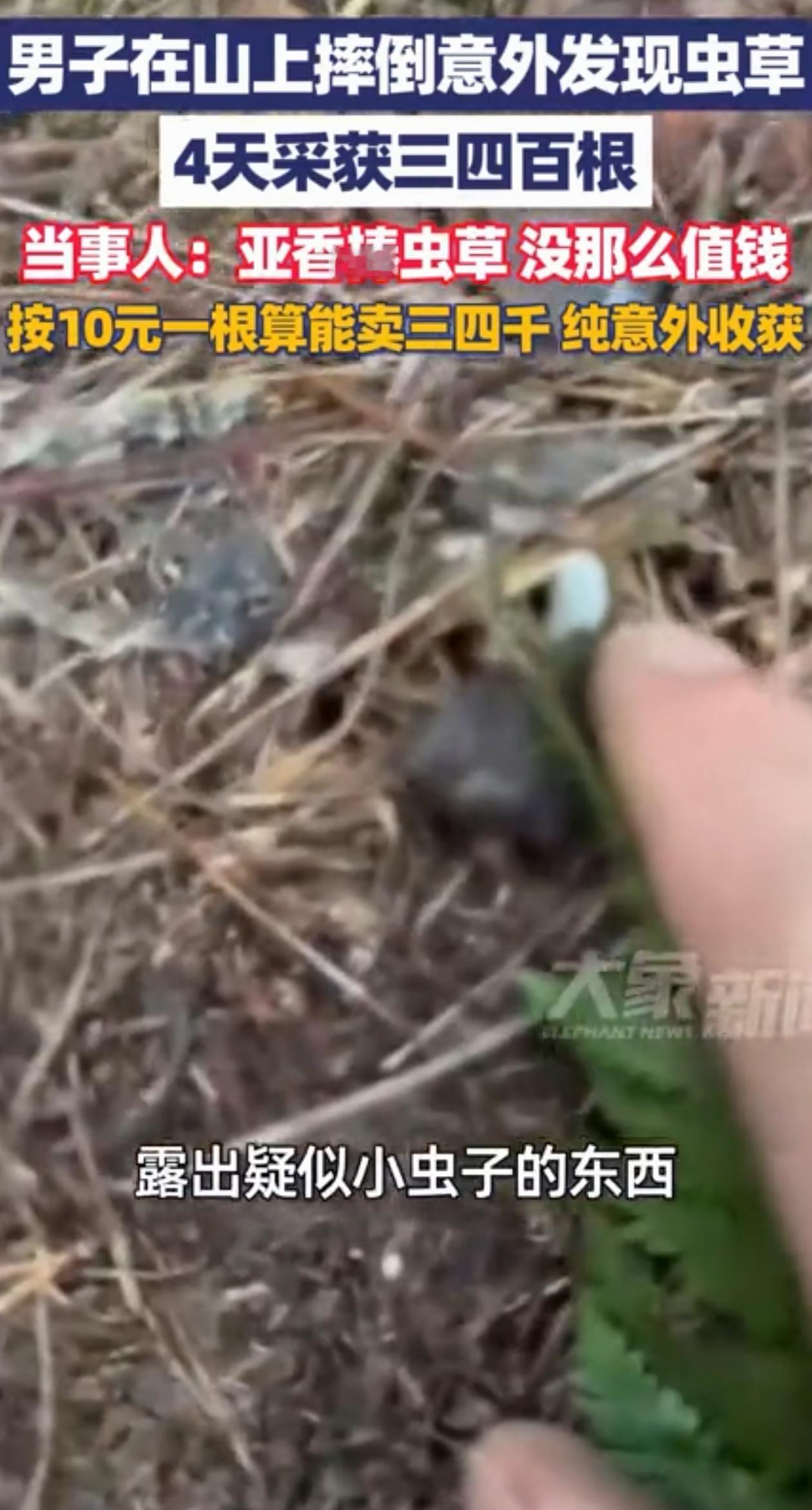 这就是命啊！贵州开阳一男子在山上不小心摔了一跤，意外发现前方土里有个“虫子”，他