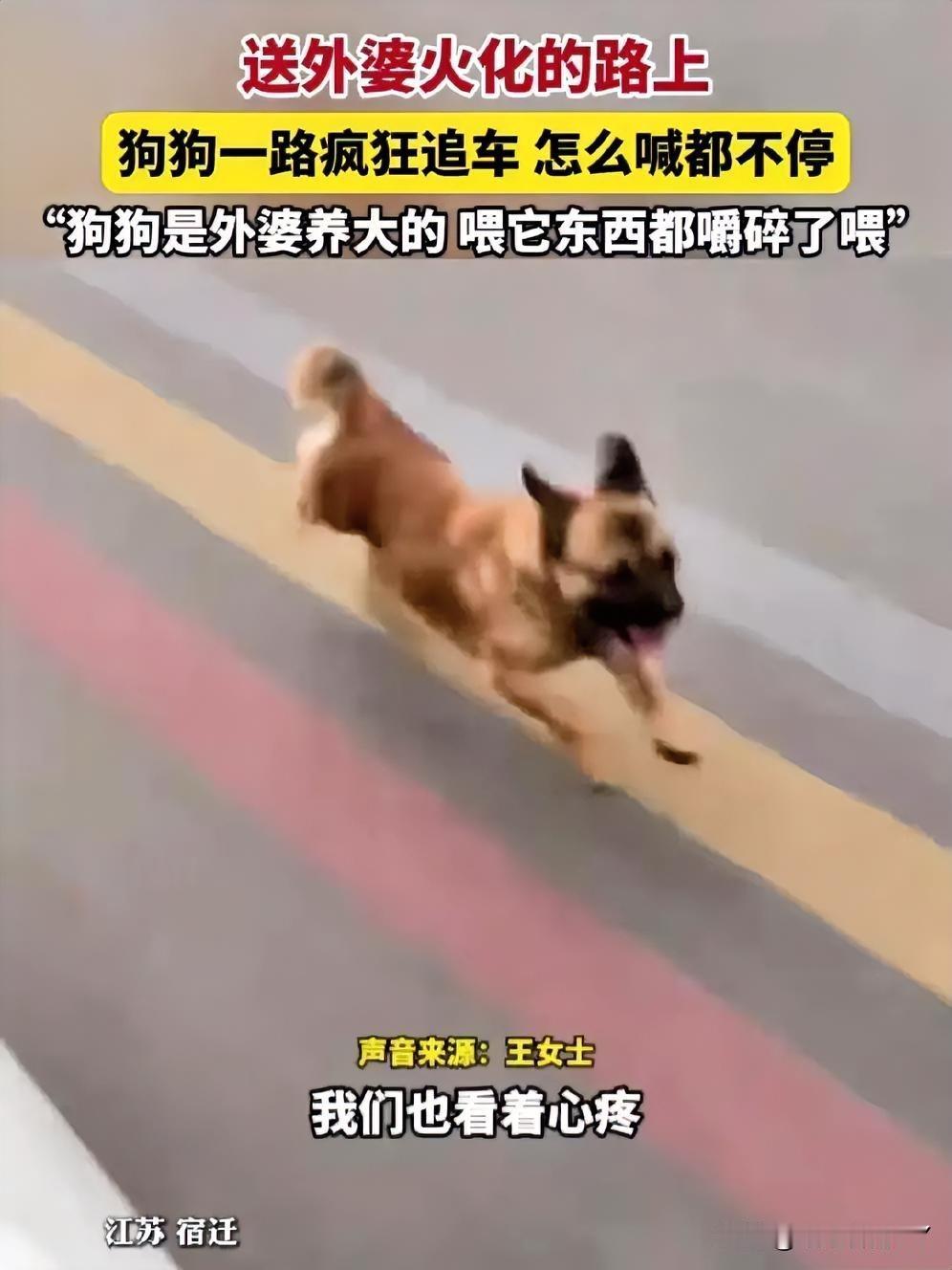 宿迁有只狗狗追着车送别外婆，它不懂离别含义，却用一生铭记着你的好！江苏宿迁，