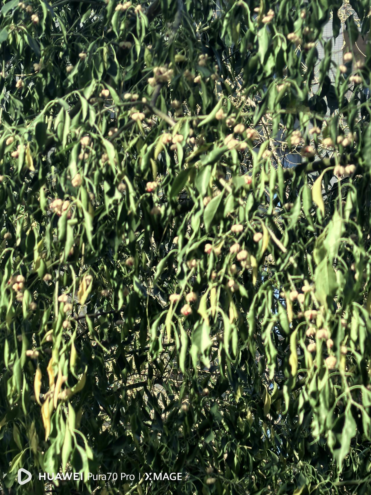 同样是落叶乔木，入冬后，大部分树种都开始落叶，随着进一步降温，一些树木早已是光秃