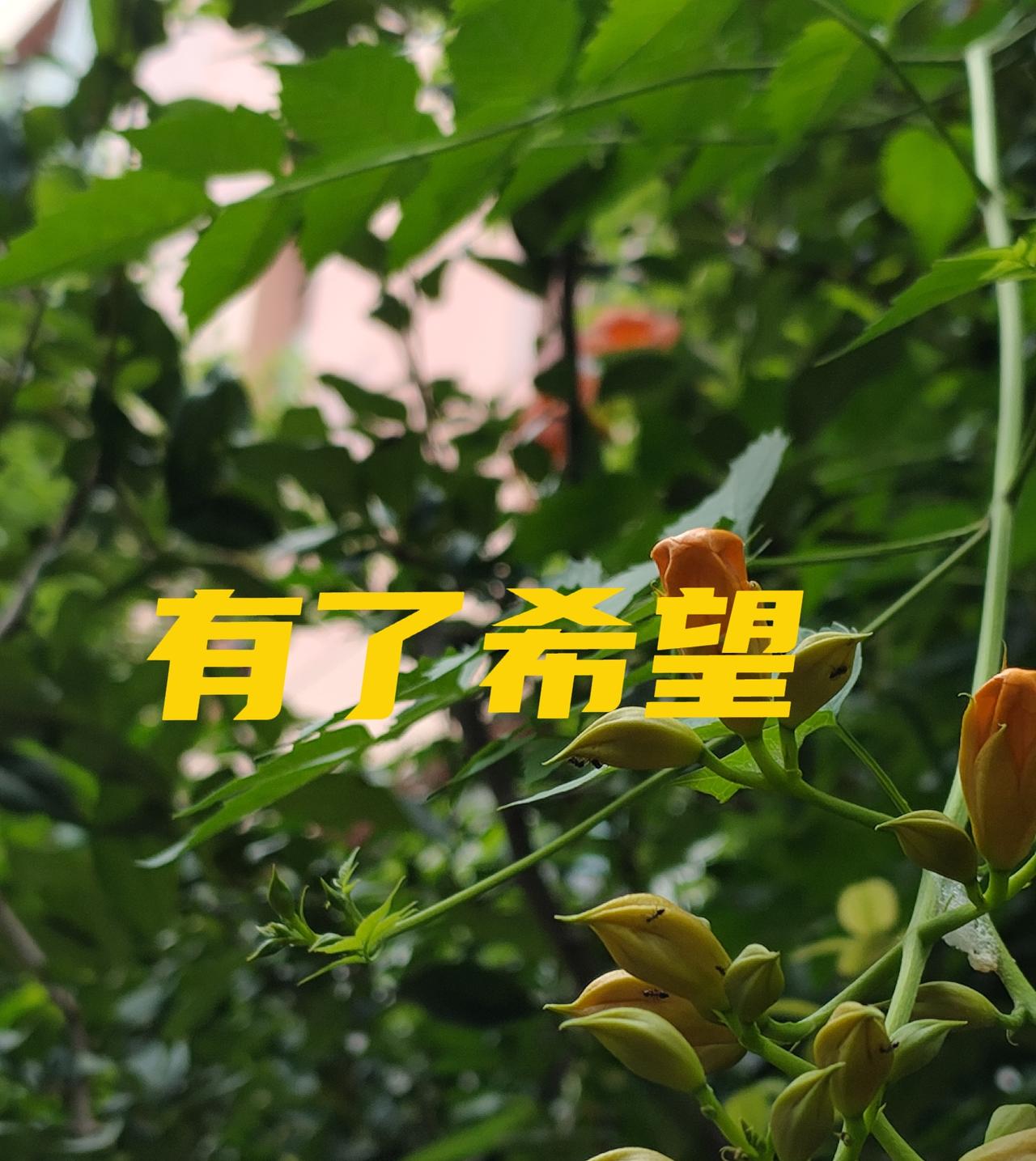 我就是棘手的卵巢癌，高级别浆液性卵巢癌。发现那年是2018年。我71岁。庆幸经过
