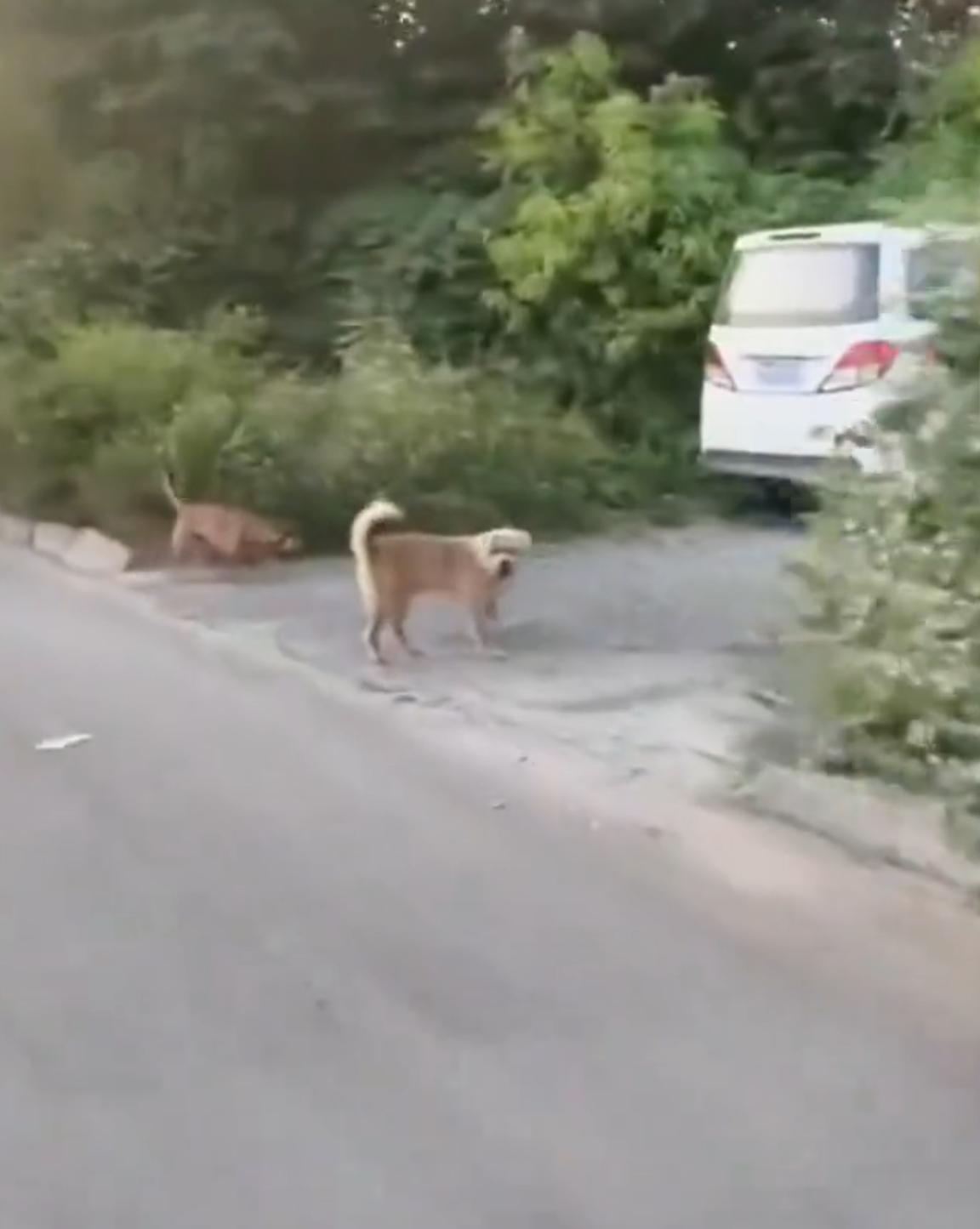 今年回农村老家过年，我差点因为一条没拴绳的看家狗，把半条命搭在村口的土路上，现在