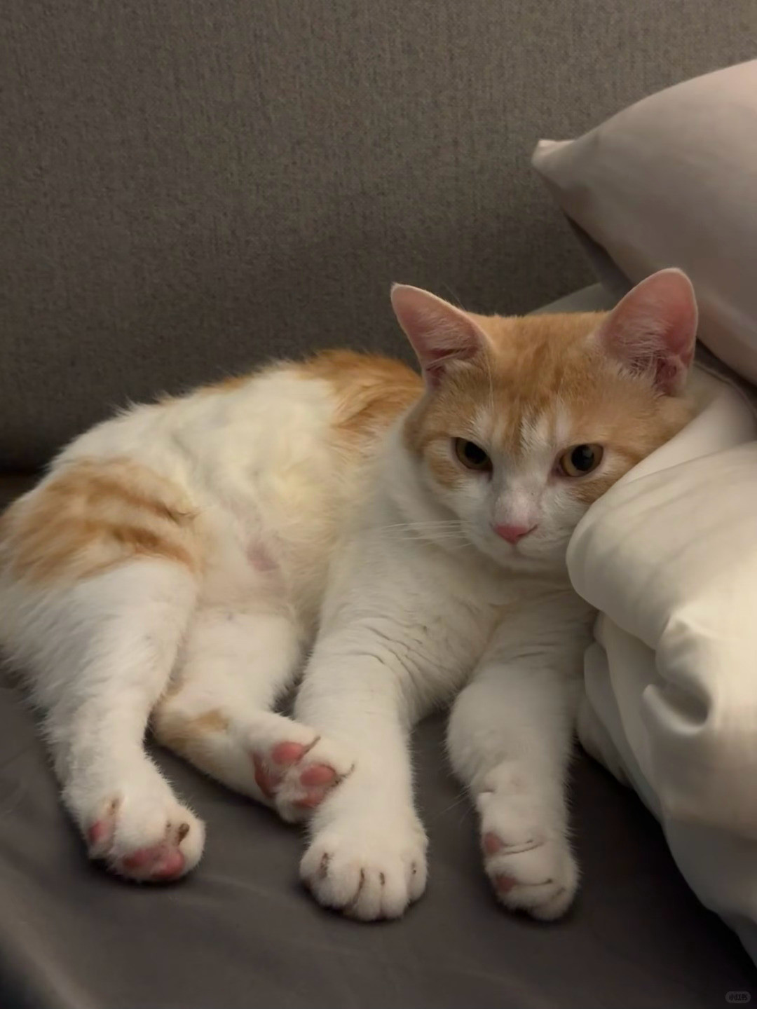 专家说小猫上床是不脏的看到小猫咪心情都变好了小猫咪能在床上睡就是对我的恩赐～