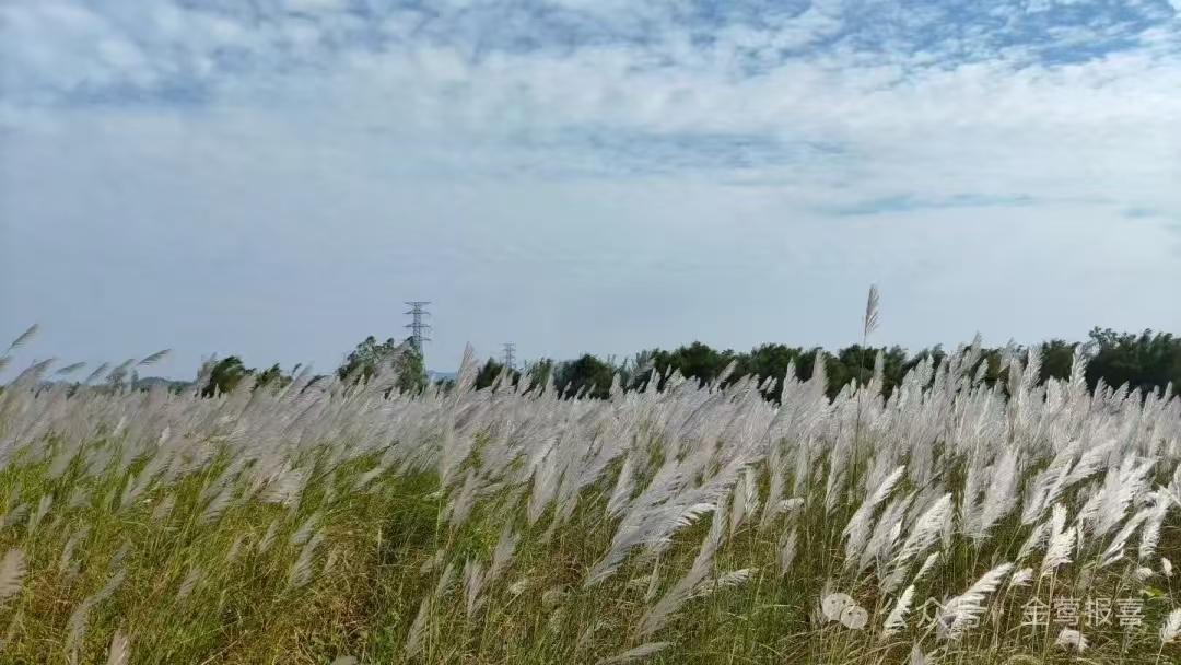 金字经·吟狗尾草穗摇随牛羊，风翻荡暖阳。漫野飞霜入画长。扬，玄英胜艳妆