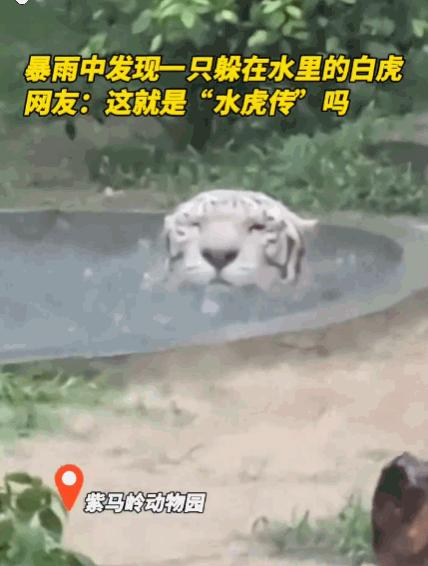 笑不活了！广东，中山紫马岭动物园突降暴雨，园内动物纷纷寻找遮蔽之处，然而，一只白