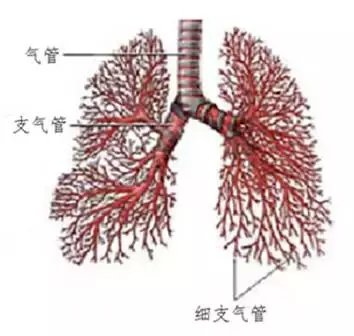 气管炎, 支气管炎, : 咳嗽不愈, 问题出在哪