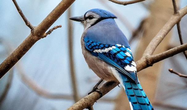 2013年，美国一女子无意中救下了一只小鸟，3年后，当这名女子身患绝症，准备等死