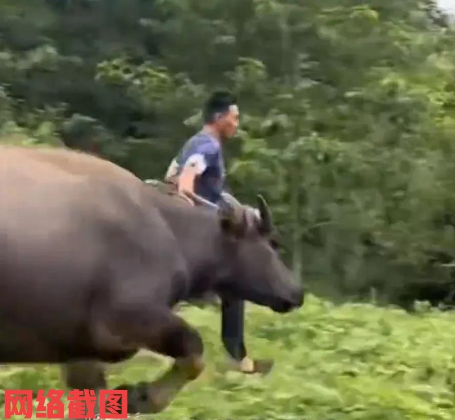 重庆有男子买了一头牛养出感情来。这里男子也是善良之人，自己买牛回家是来干活的