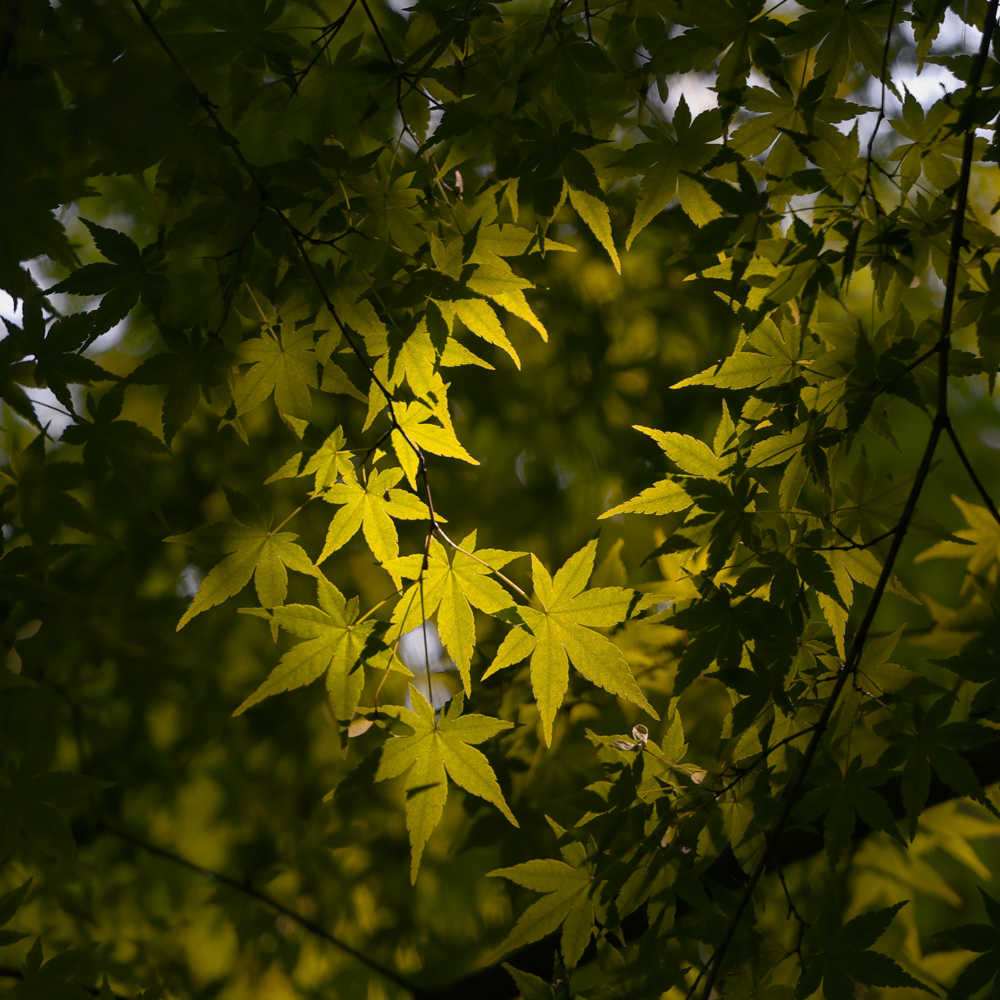 🪷西湖的荷花开了，但是还没开全，很多还是花骨朵儿。想看「映日荷花别样红」还得过