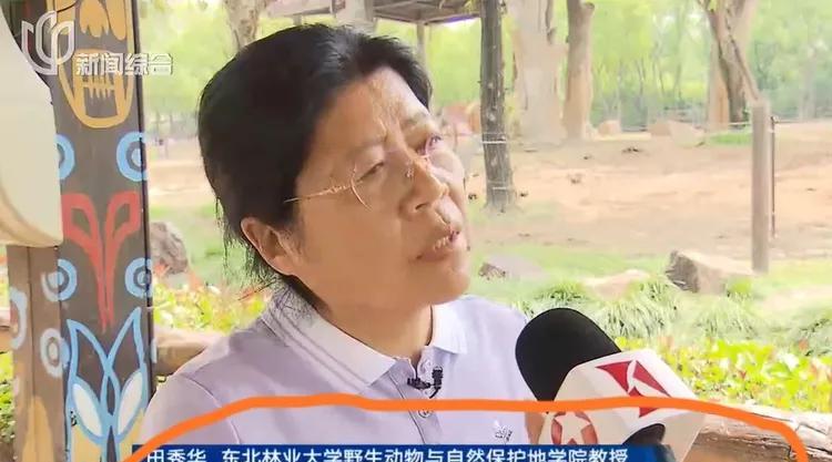 澄清了，昭雪了，真相大白了！上海野生动物园那头可怜兮兮的小母象不是被霸凌，而是被