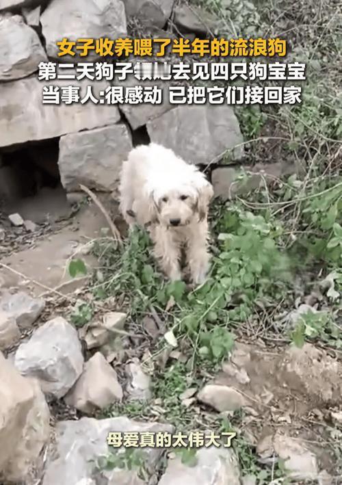 太感人了！女子收养流浪狗，竟被它拽着裤脚去见“隐藏家人”！🐕❤️前几天，网友