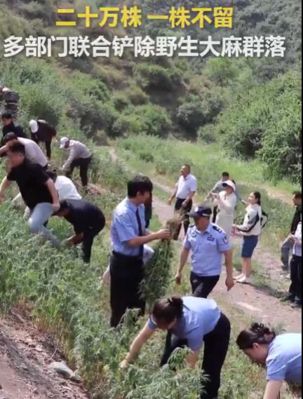 20万株。不是树，不是花，是大麻。2026年6月24日，乌鲁木齐米东区的警察在山