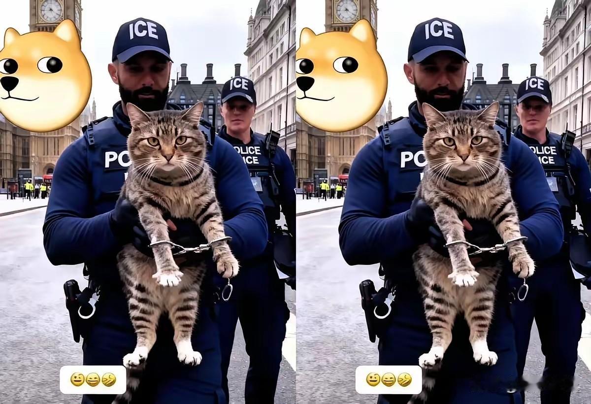 伦敦东区一只狸花猫异常凶猛，连咬三只英短，最终被警方用约束带“请”上警车，网友戏