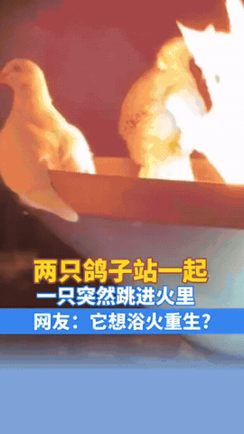 这下真的解释不清了！辽宁沈阳，两只鸽子站在火盆边缘，尾巴都烤焦了，女子拿出手机想
