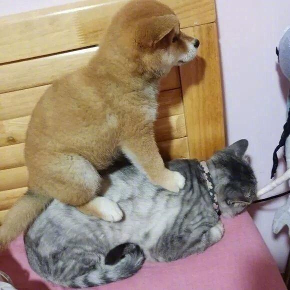 铲屎的，你新领来的这个是什么意思？