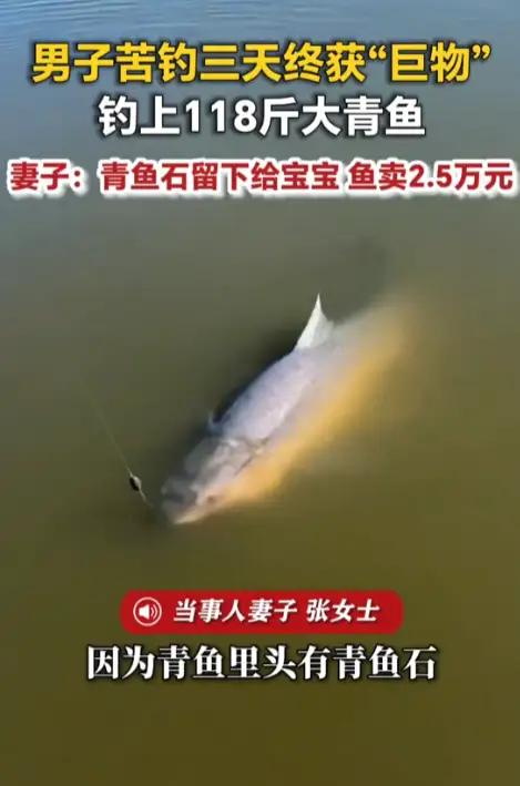 钓鱼佬守了三天，钓上118斤巨青，切开鱼肚子后，所有人都沉默了！吉林有个钓友