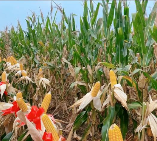 为什么说玉米是“外星植物”？一位60多岁的老人告诉我：90%的人都不知道玉米是“