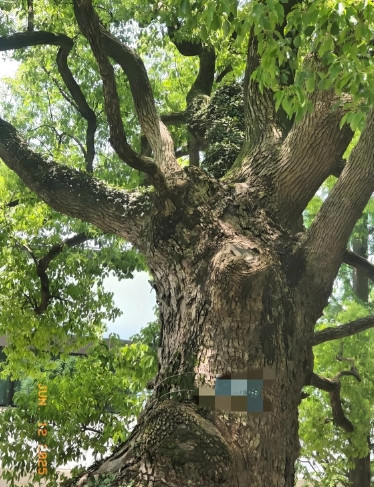 江西赣州，一村里有棵古樟树，树龄410年，要三四个人才能抱住，谁知香樟树突然枯死