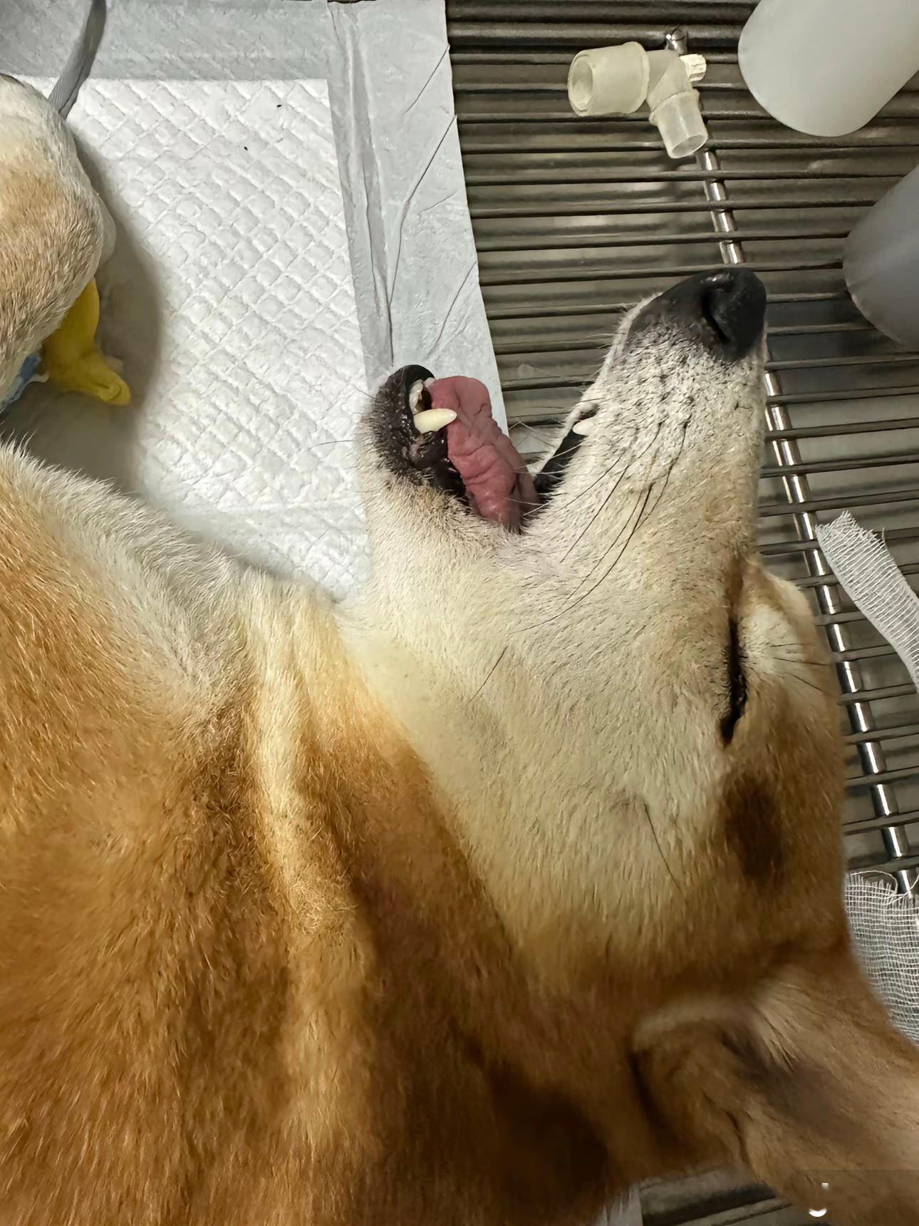 高情商：疼痛敏感低情商：矫情​​​