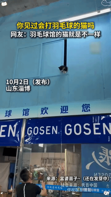 “解释不清了”近日，山东淄博，一羽毛球馆收养了四五只流浪猫，还没养多久就发现其中