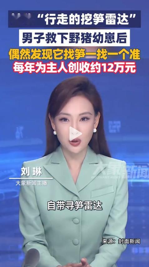 两年前他从悬崖边捡回一只奄奄一息的野猪幼崽，本以为是给自己添了个“麻烦”，没想到