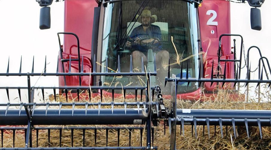 6万吨，一份看似不起眼的油菜籽订单，却足以让澳大利亚农民的美梦瞬间破碎。1月