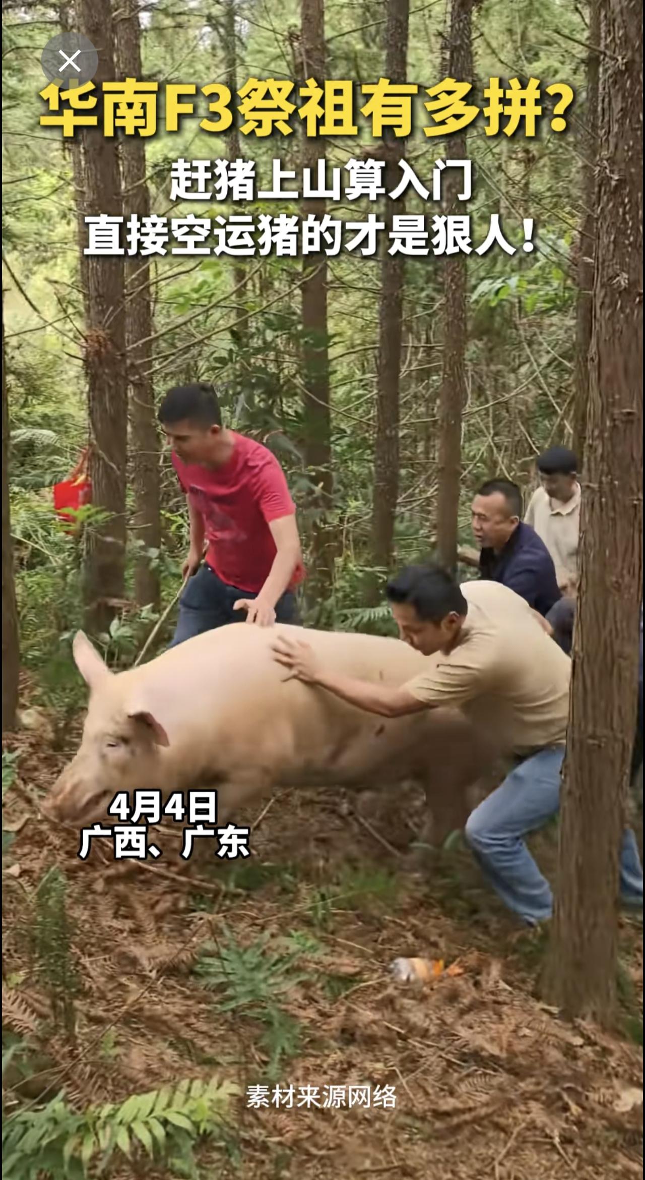 华南F3祭祖有多拼？赶猪上山算入门直接空运猪的才是狠人！（编辑卢诗晴）
