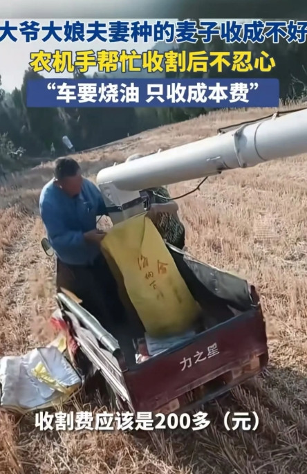 令人心酸！河南济源，男子开收割机帮一对老农户收割麦子，可是割完三亩地麦子只有2个