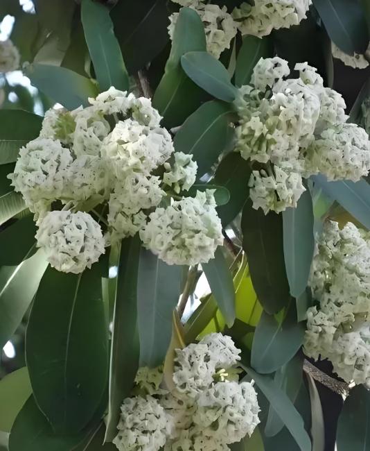 又是一年臭树(糖胶树)开花散味的季节(好像我每年到这个时候总要写一下广州这种树,
