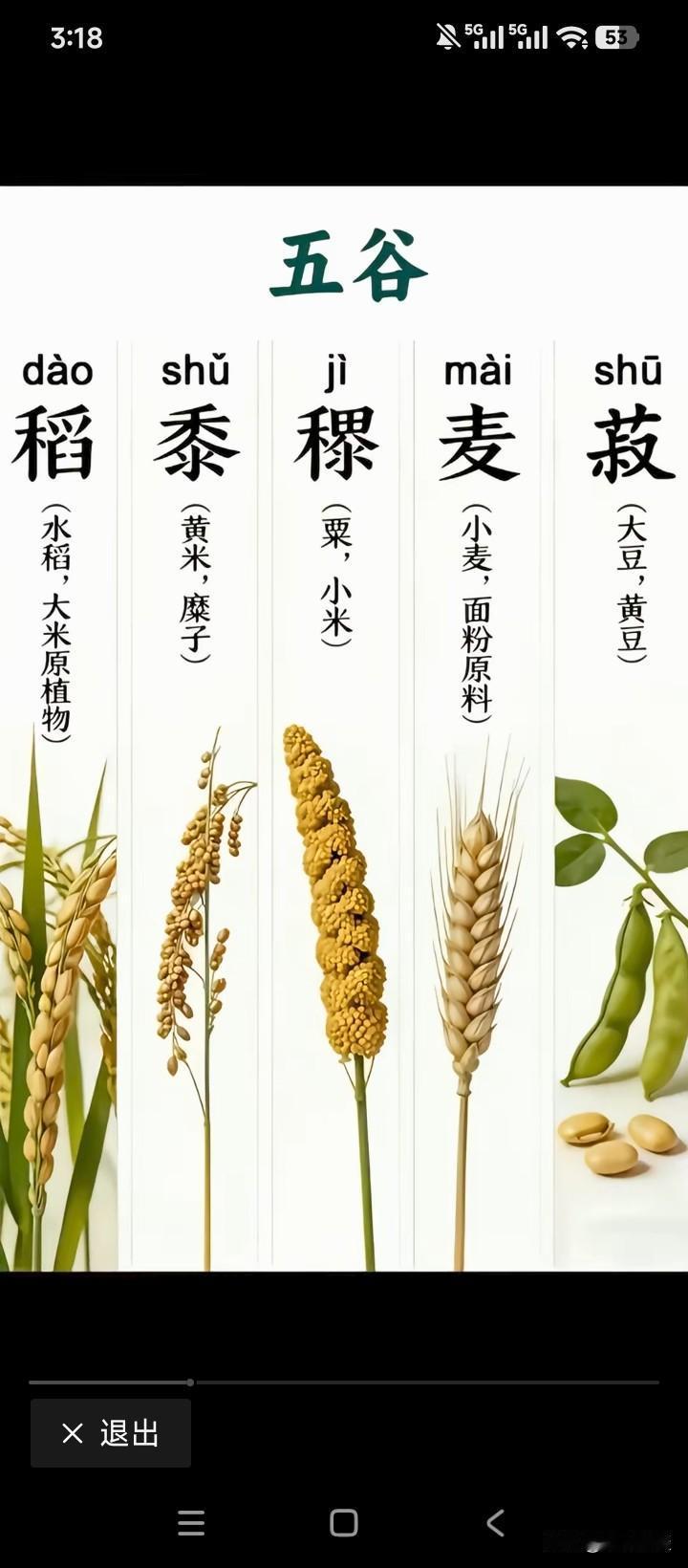 身为中国人，居然不知道“五谷”？我们常说的五谷丰登，六畜兴旺，就是老祖宗的养人秘