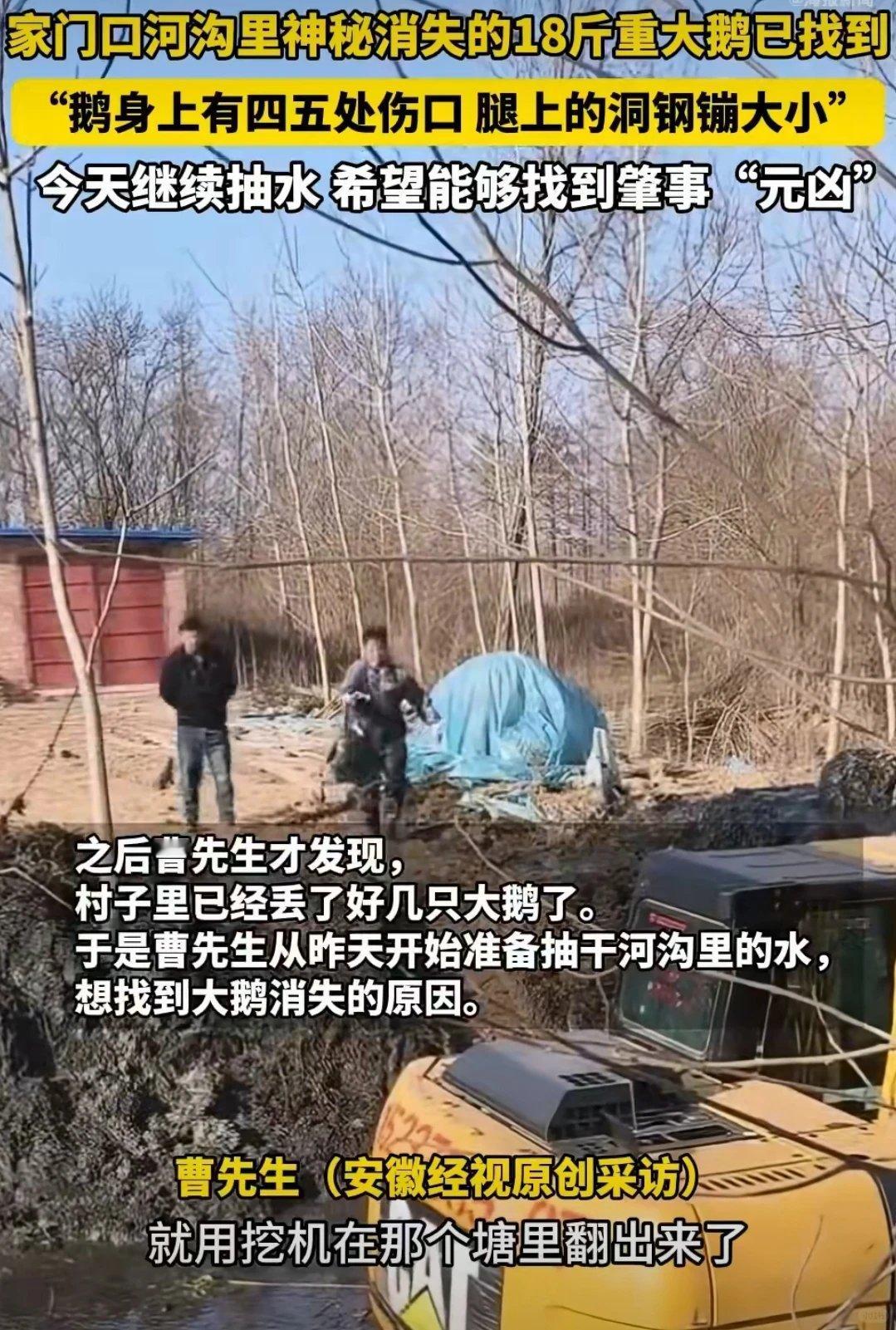大鹅离奇死亡主人抽水追凶后续谁能想到！丢只大鹅居然惊动了挖掘机和抽水机！河南信阳
