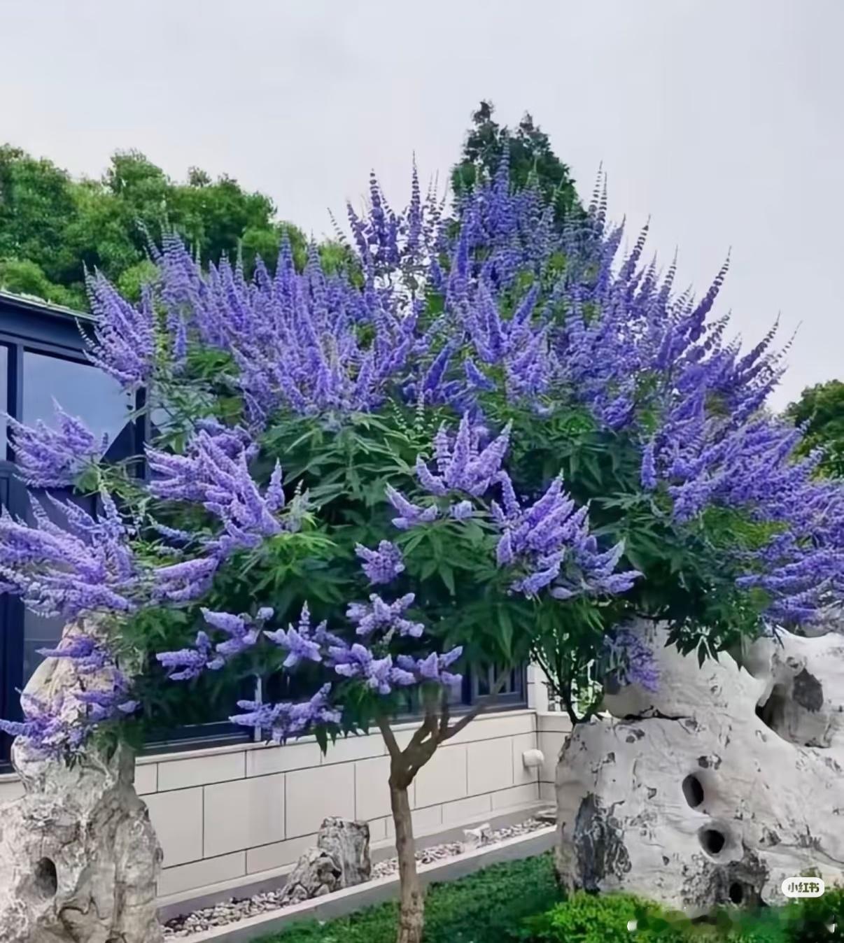 穗花牡荆的种植方法：1.栽培方式：园土混合粗河沙，耐贫瘠土壤；落叶灌木，庭院地
