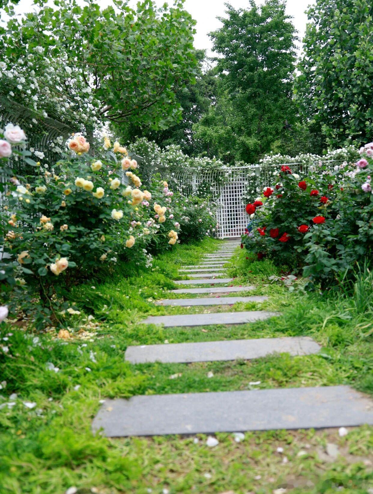 北京京顺园公园的冰山月季迎来盛花期奶白花瓣簇拥浅黄花蕊，爬满整面白色栅栏微风拂过