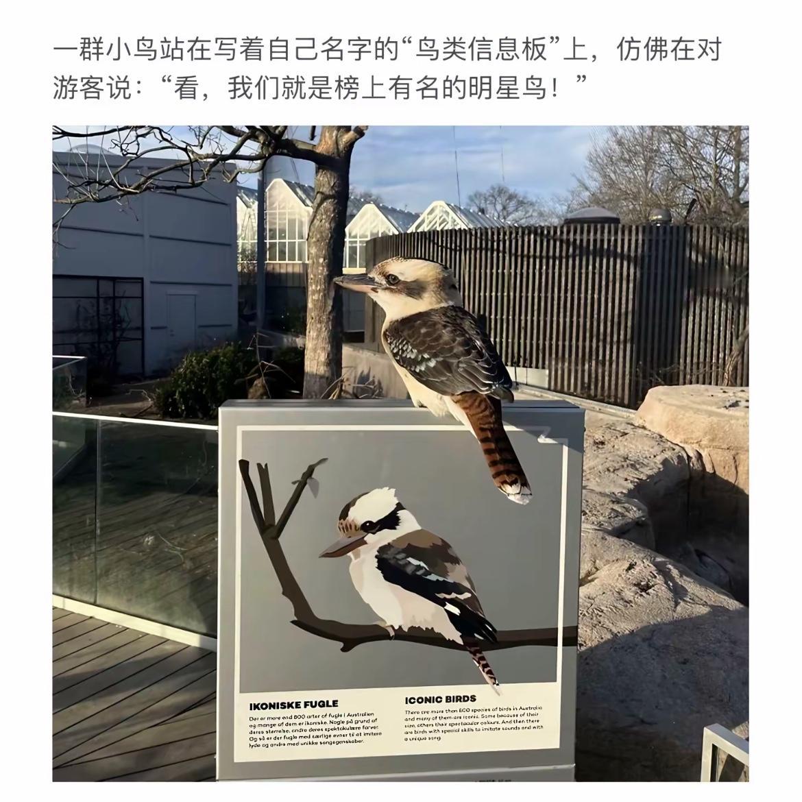 这只鸟在介绍牌上写自己的名字呢！