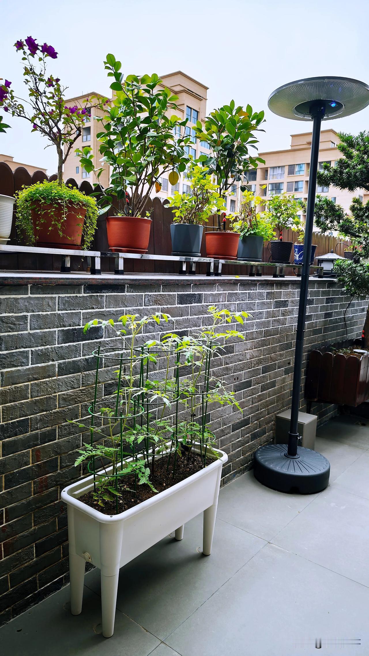 ［西红柿成长记］开花了​同样的苗，在另外一个地点栽种的果实都有核桃大了，看来是