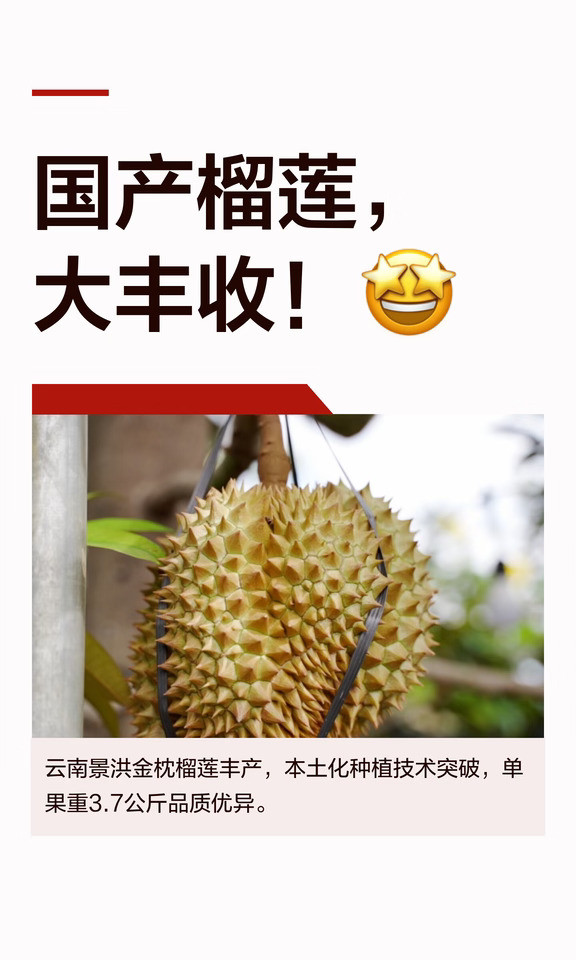 国产榴莲大丰收🤩榴莲自由我来啦！