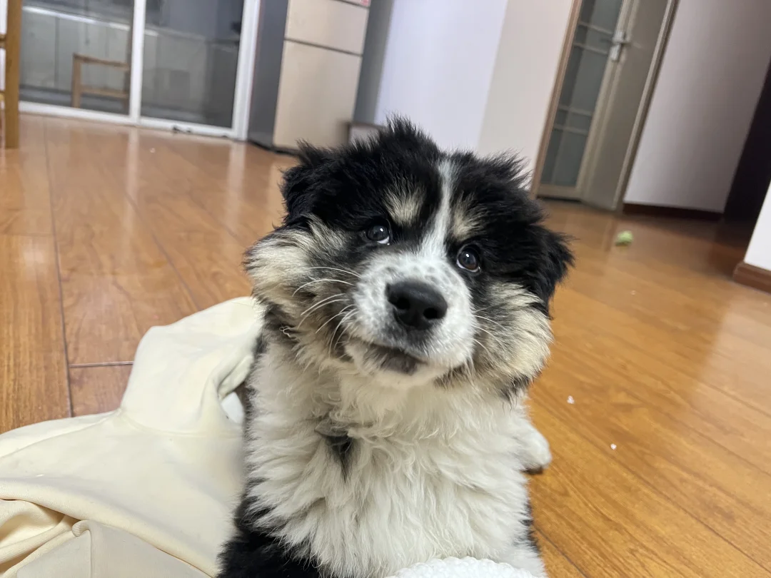 四眼铁包金小狗领养