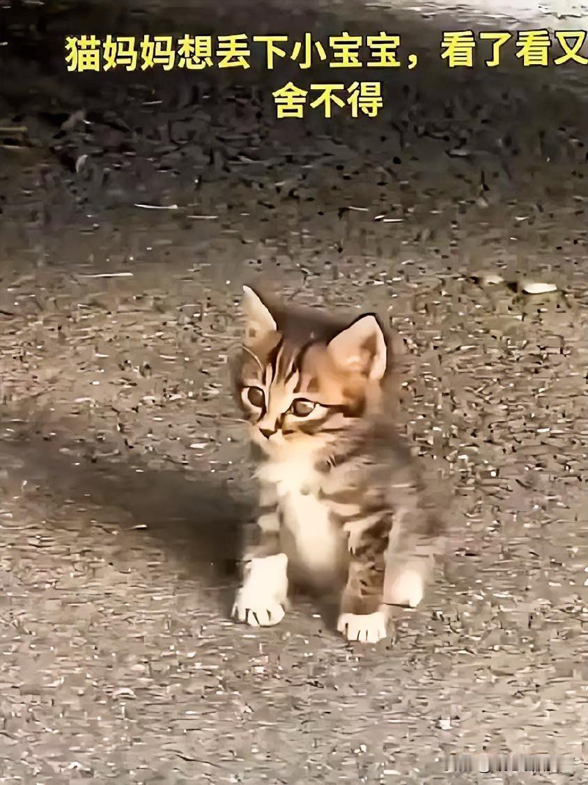 若不是万般无奈，谁会忍心与孩子分离？在云南的街头，一只漂亮可爱的长毛小猫藏在