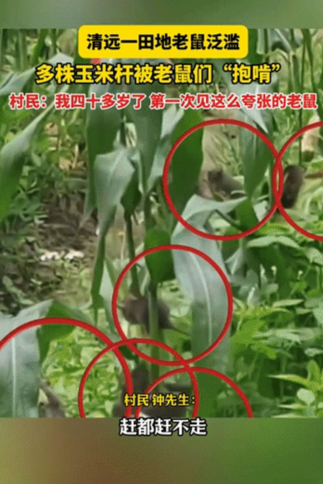 太吓人了！广东清远，男子去玉米地里除草，不料，听到“嗤嗤”的啃食声，定睛一看，一
