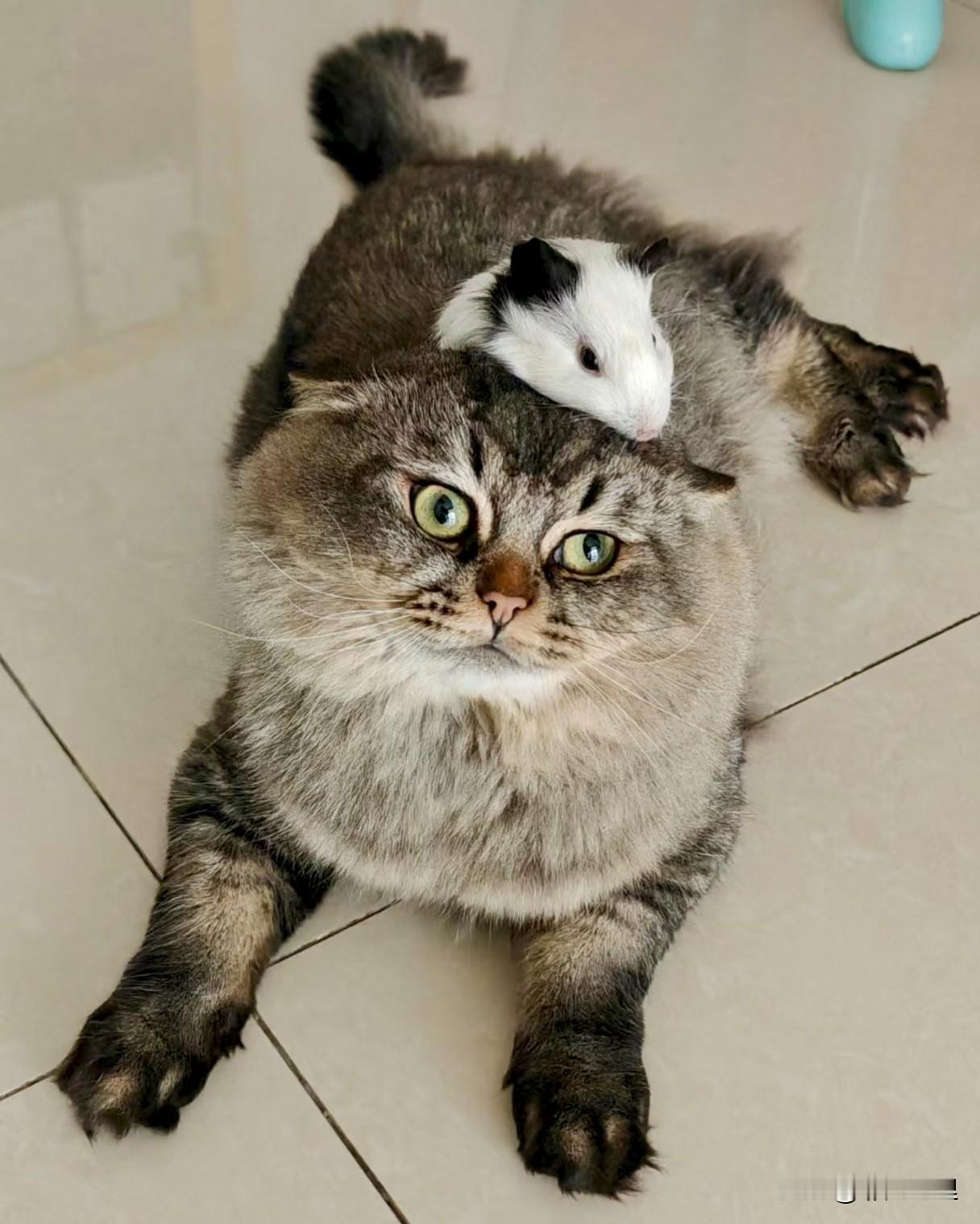 这猫还能要吗？被老鼠吓的一动不动！闺女弄了两只豚鼠，放在笼子里，小猫还过去看