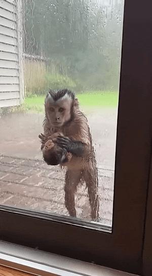 暴雨天一只卷尾猴抱着崽缩在人家屋檐下，毛全贴在身上，小崽子冷得直抖。屋主扒窗看